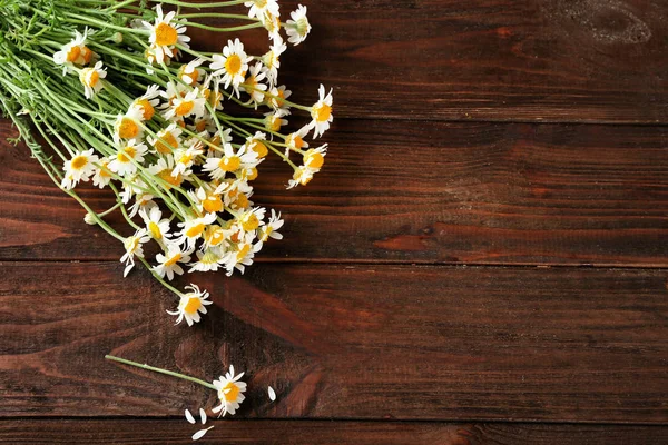 Hermosas flores de manzanilla — Foto de Stock