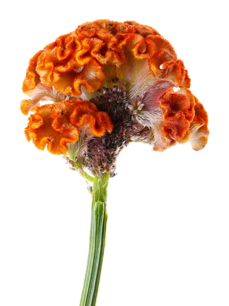 Vackra cockscomb blomma — Stockfoto