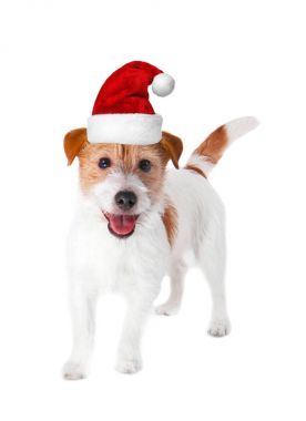 köpek Noel Baba şapkası
