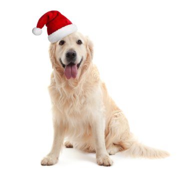 köpek Noel Baba şapkası