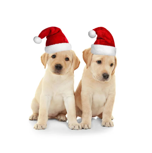 Lindos cachorros en sombreros de Santa — Foto de Stock