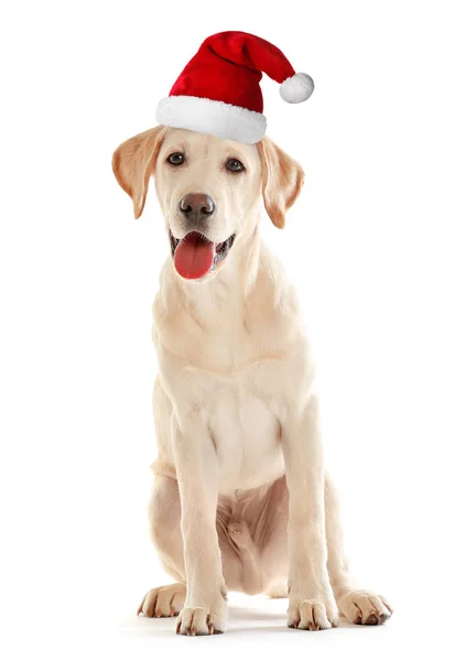 Cucciolo in cappello di Babbo Natale — Foto Stock