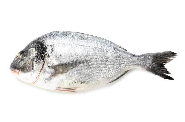 Świeże ryby dorado — Zdjęcie stockowe