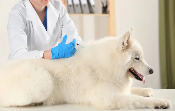 Veterinarian giving injection to dog — Stock Photo, Image