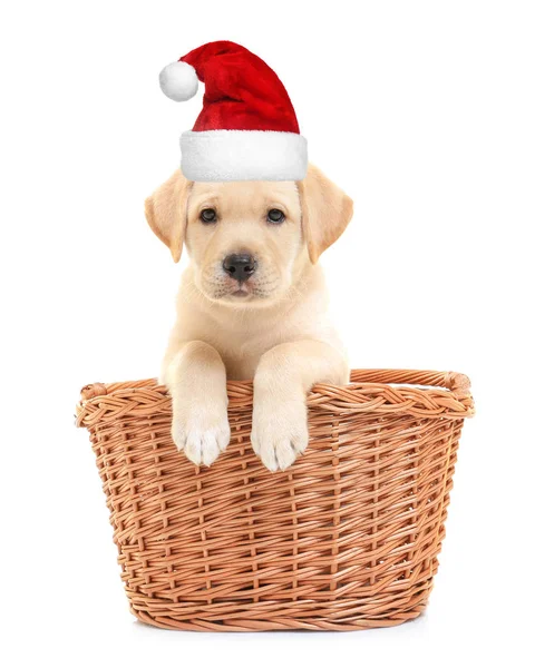 Cachorro em santa chapéu — Fotografia de Stock