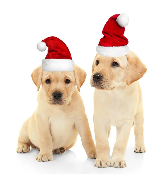 Милі щенки в Санта капелюхів — стокове фото