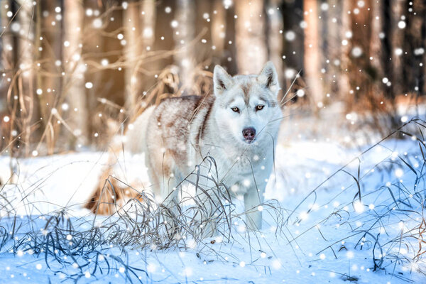 Beautiful dog in winter forest. Christmas and New Year 2018