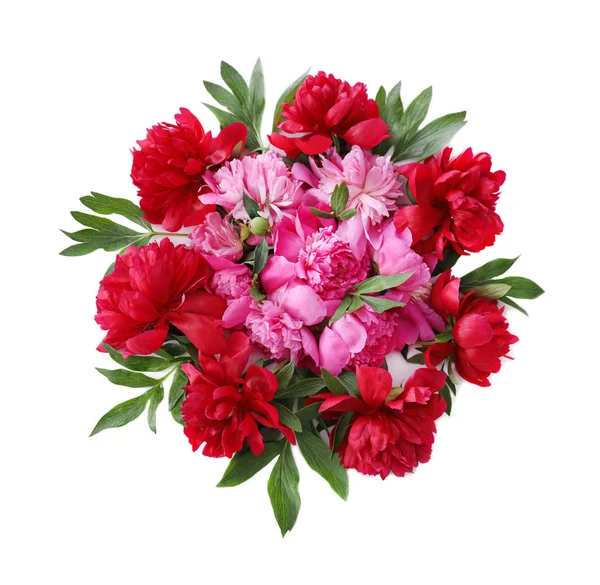 Красивые пионские цветы — стоковое фото