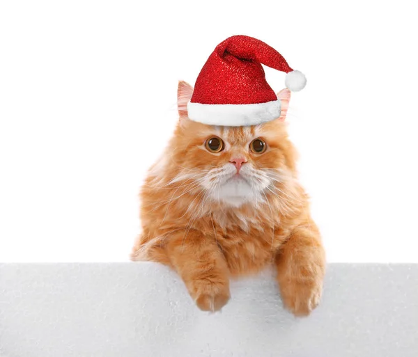 Gatto in cappello da Babbo Natale — Foto Stock