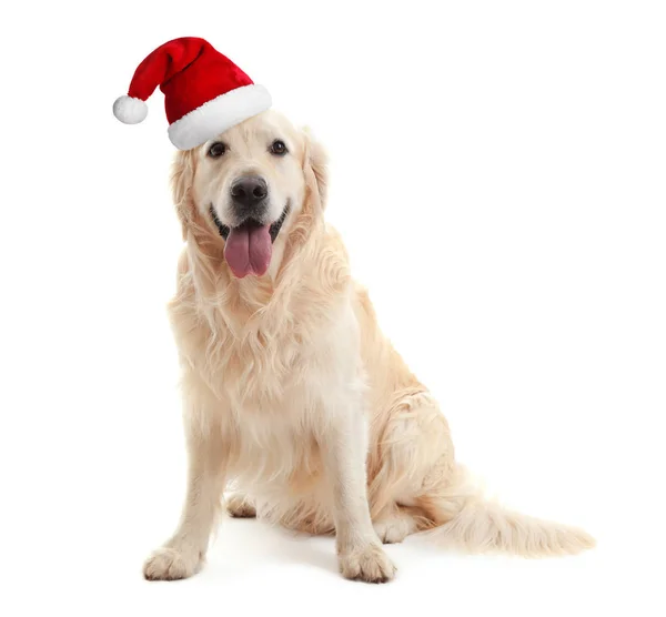 Σκυλί στην το καπέλο santa — Φωτογραφία Αρχείου