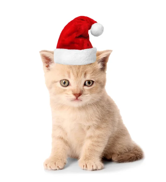 Chaton en chapeau de Père Noël — Photo