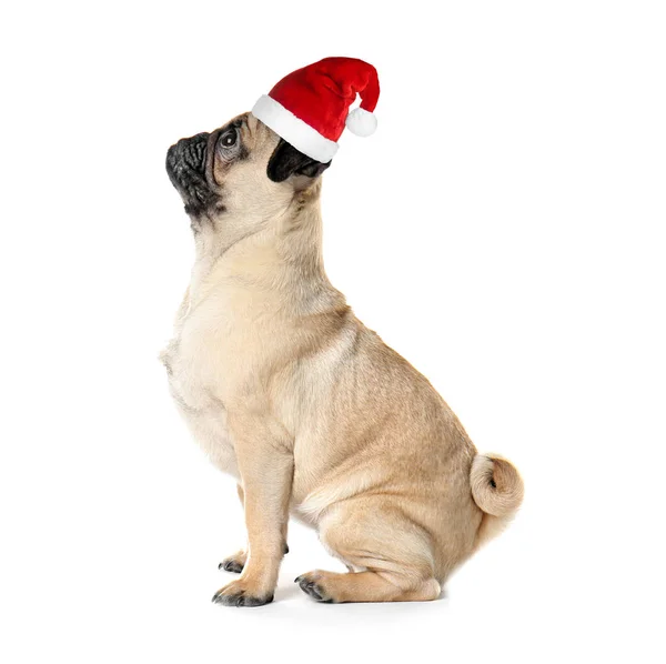 Perro en sombrero de Santa — Foto de Stock