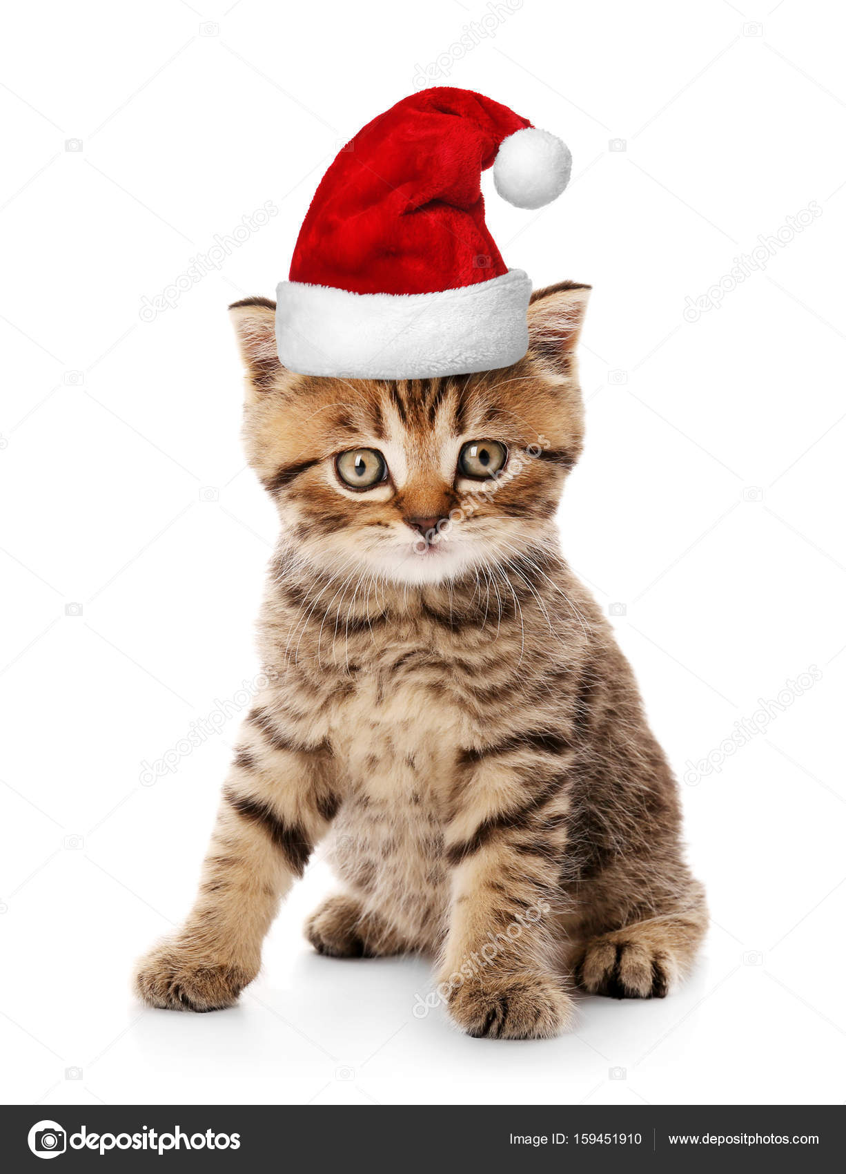 kitten santa hat