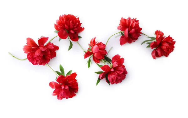 Güzel Şakayık çiçekleri — Stok fotoğraf