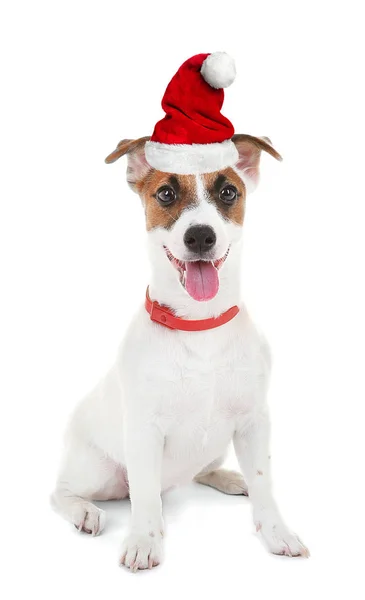 Cucciolo in cappello di Babbo Natale — Foto Stock