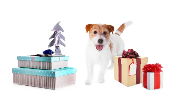 Chien mignon et cadeaux — Photo