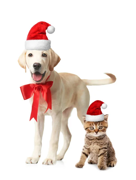 Щенок и котенок в шляпах Санты — стоковое фото