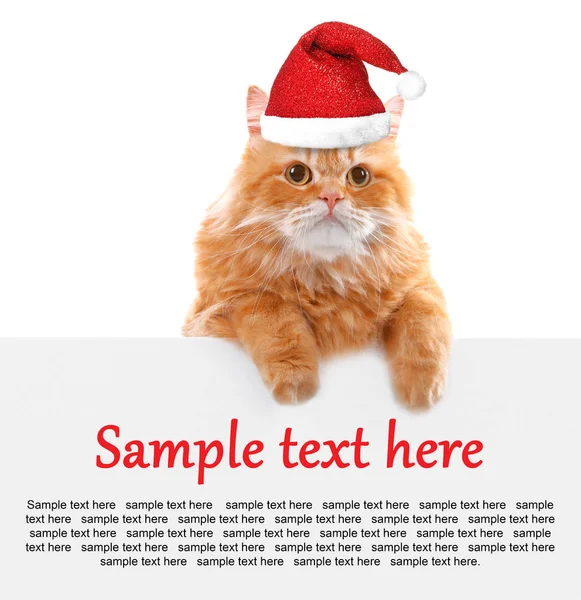 Kat in kerstmuts — Stockfoto