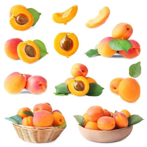 Set of delicious apricots — Stock Photo, Image