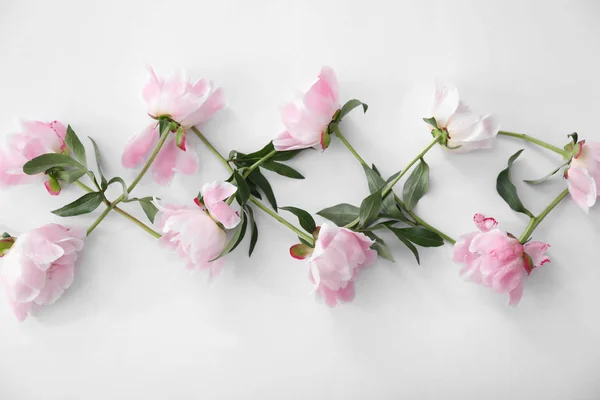 Schöne Pfingstrosenblüten — Stockfoto