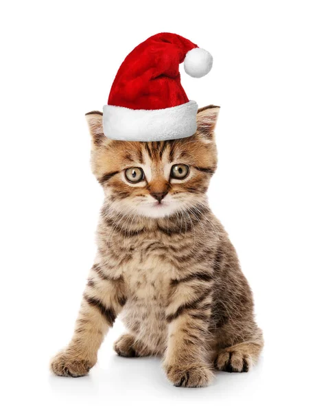 Kätzchen mit Weihnachtsmütze — Stockfoto