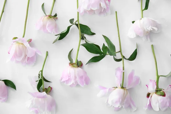 Beautiful peony flowers — Stock Photo, Image