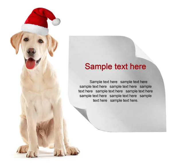 Puppy in Santa hat — Stock Photo, Image