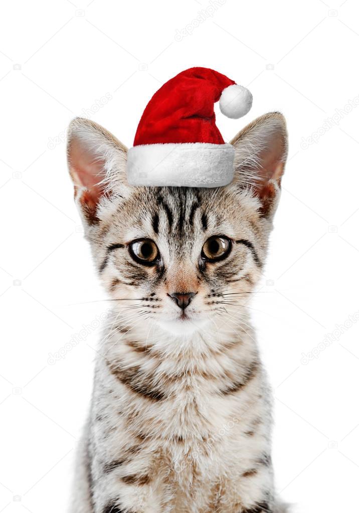 cat in Santa hat