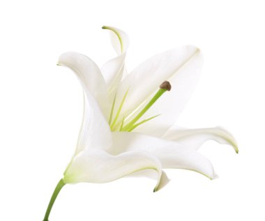 güzel tropikal çiçek