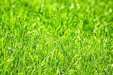 Taze yeşil çimenler  