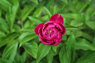 güzel Şakayık çiçeği