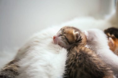 Anne ile küçük kedi yavrusu