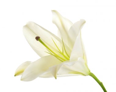 güzel tropikal çiçek