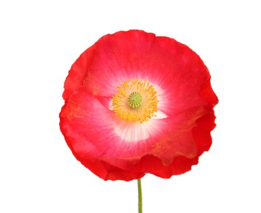 Açık renkli, tatlı güzel haşhaş çiçek