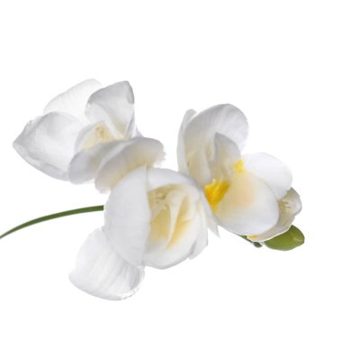 Güzel Frezya çiçek