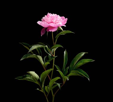 koyu arka plan üzerinde güzel Şakayık çiçeği