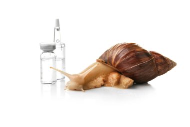 Giant Achatina snail and ampules  clipart