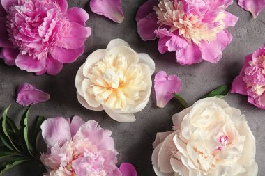 Gri dokulu arka plan, closeup güzel Şakayık çiçekleri ile kompozisyon