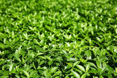 taze yeşil yapraklar 