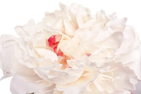 Bellissimo fiore di peonia su sfondo bianco, primo piano — Foto Stock