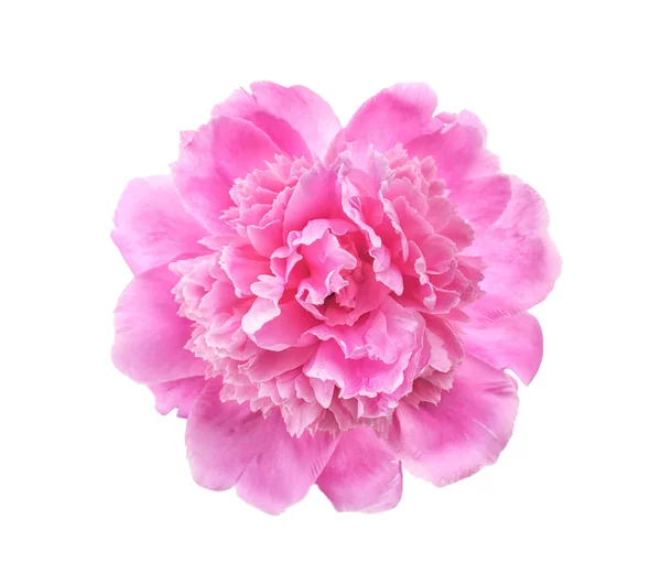 Szép pünkösdi rózsa virág, fehér háttér, Vértes — Stock Fotó