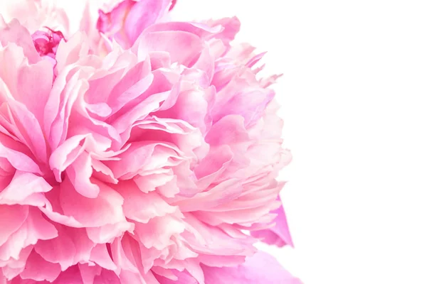 Krásné Pivoňka květ na bílém pozadí, closeup — Stock fotografie