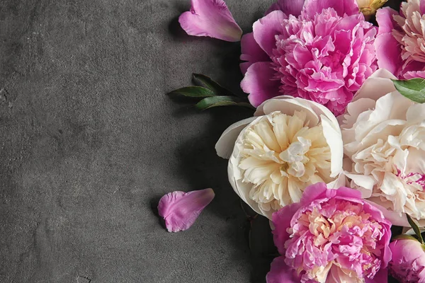 Samenstelling met mooie pioenroos bloemen op grijze gestructureerde achtergrond, close-up — Stockfoto