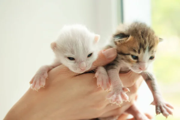 Owner holding kittens — Stock Photo, Image