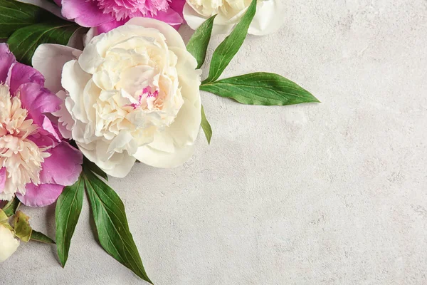 Samenstelling met mooie pioenroos bloemen op licht gestructureerde achtergrond, close-up — Stockfoto