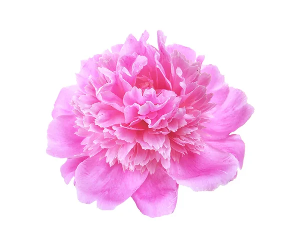 Beautiful peony flower on white background, closeup — Stock Photo, Image