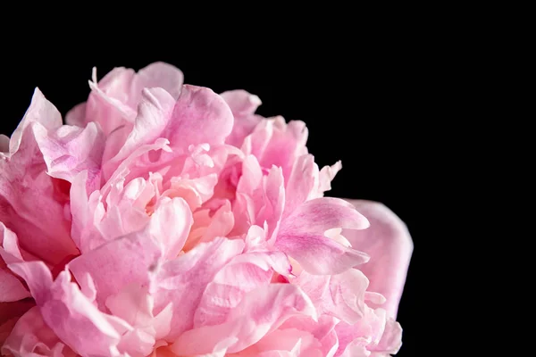 Bellissimo fiore di peonia su sfondo scuro, primo piano — Foto Stock