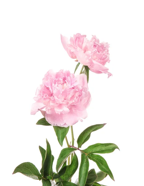 Beautiful peony flowers on white background — Stock Photo, Image