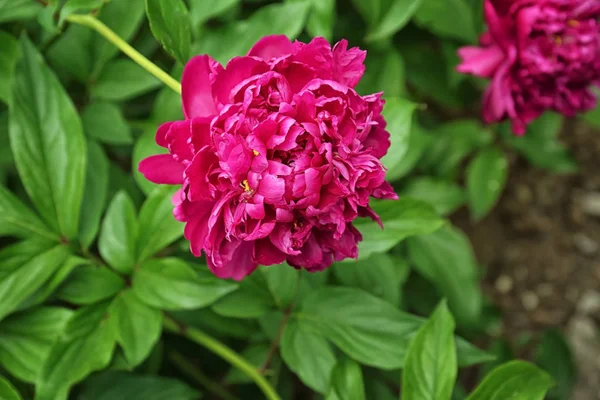 Hermosa flor de peonía —  Fotos de Stock