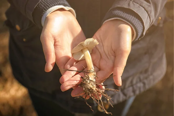 Hænder holder champignon - Stock-foto